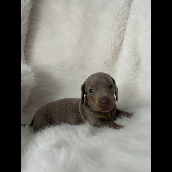 Dachshund (Standard &amp; Miniature) - Both