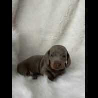 Dachshund (Standard &amp; Miniature) - Both