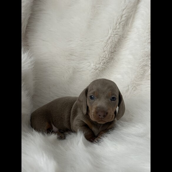 Dachshund (Standard &amp; Miniature) - Both