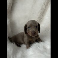 Dachshund (Standard &amp; Miniature) - Both