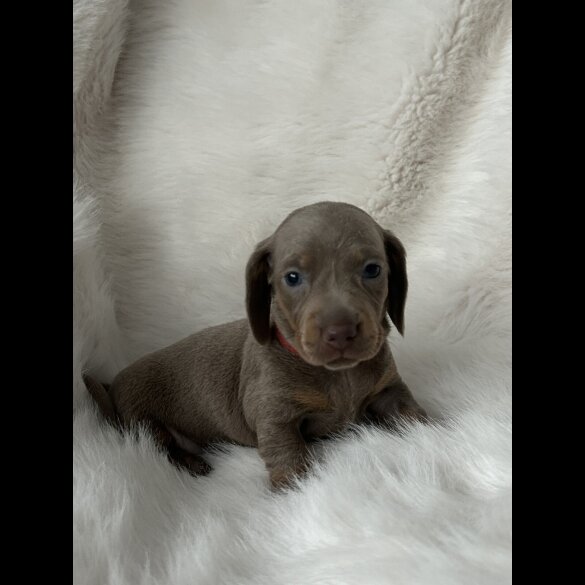 Dachshund (Standard &amp; Miniature) - Both