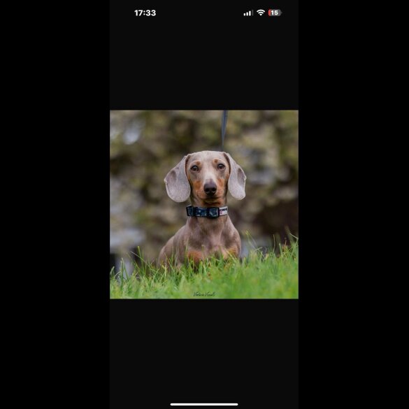 Dachshund (Standard &amp; Miniature) - Both