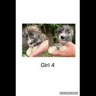 Mixed Breed - Both