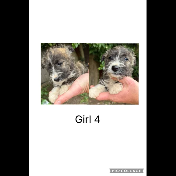 Mixed Breed - Both