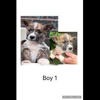 Mixed Breed - Both