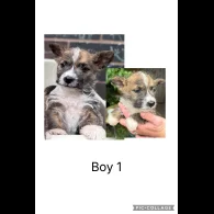 Mixed Breed - Both