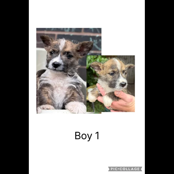 Mixed Breed - Both
