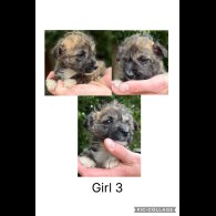 Mixed Breed - Both
