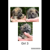 Mixed Breed - Both