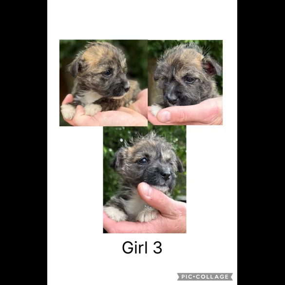 Mixed Breed - Both