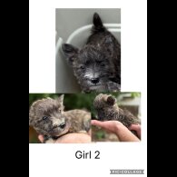 Mixed Breed - Both