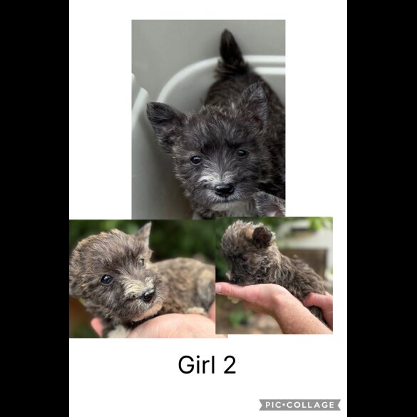 Mixed Breed - Both