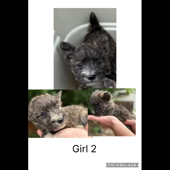 Mixed Breed - Both