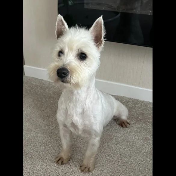 Mixed Breed - Both