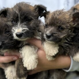 Mixed Breed - Both