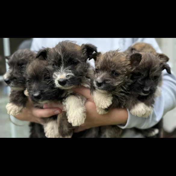 Mixed Breed - Both