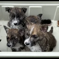 Mixed Breed - Both