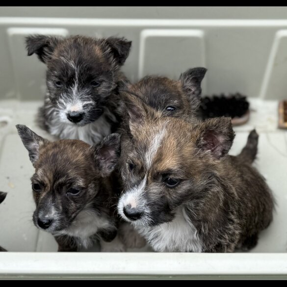 Mixed Breed - Both