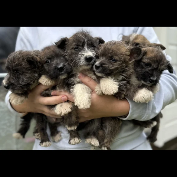 Mixed Breed - Both