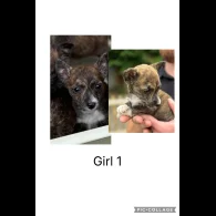 Mixed Breed - Both