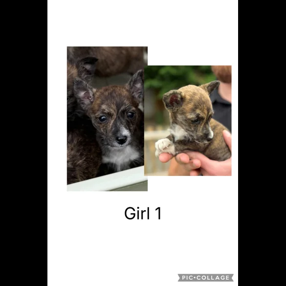 Mixed Breed - Both