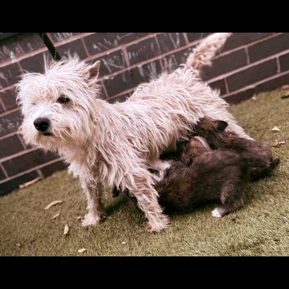 Mixed Breed - Both