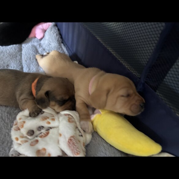 Mixed Breed - Both