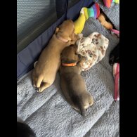 Mixed Breed - Both