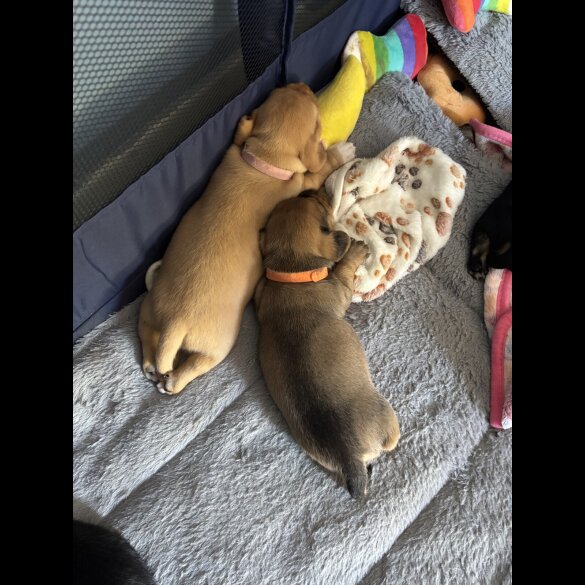 Mixed Breed - Both