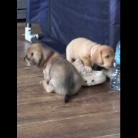 Mixed Breed - Both