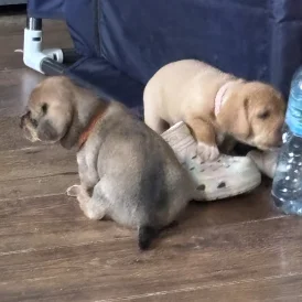 Mixed Breed - Both