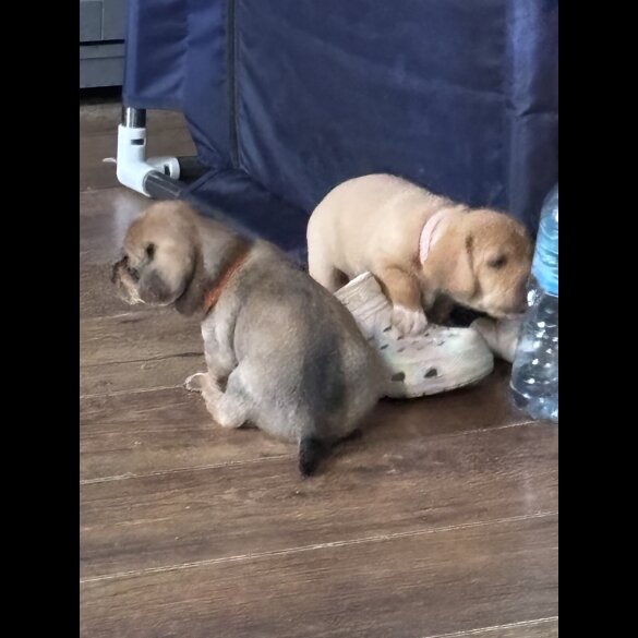 Mixed Breed - Both