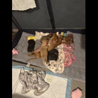 Mixed Breed - Both