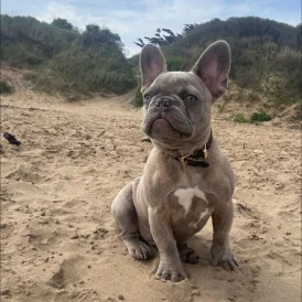 French Bulldog