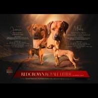 Rhodesian Ridgeback - Both