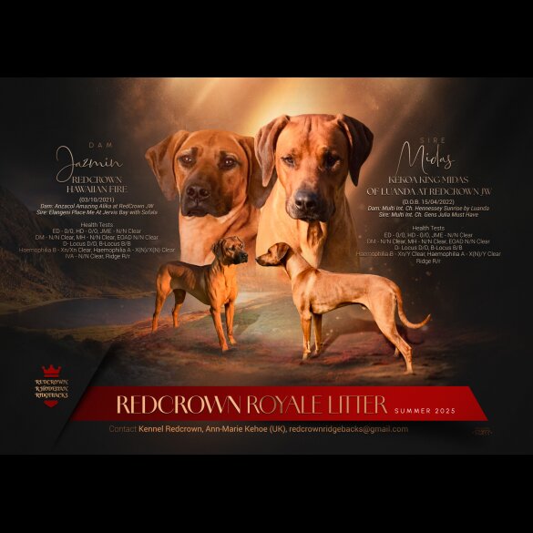 Rhodesian Ridgeback - Both