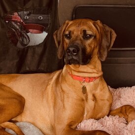 Rhodesian Ridgeback - Both