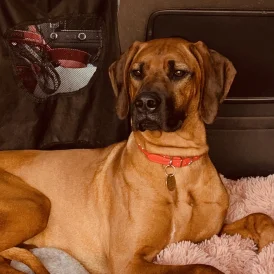 Rhodesian Ridgeback - Both