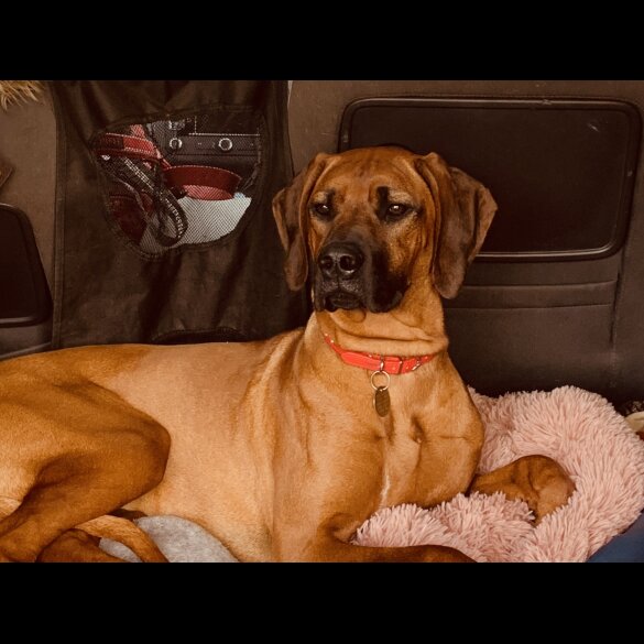 Rhodesian Ridgeback - Both