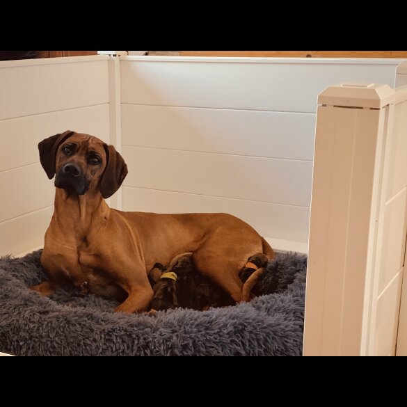 Rhodesian Ridgeback - Both
