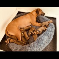 Rhodesian Ridgeback - Both
