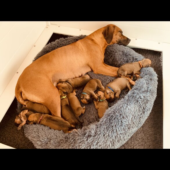 Rhodesian Ridgeback - Both