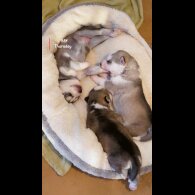 Siberian Husky - Dogs