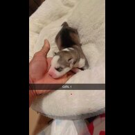 Siberian Husky - Dogs