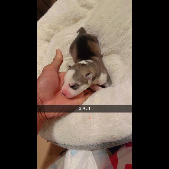 Siberian Husky - Dogs