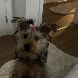 Yorkshire Terrier