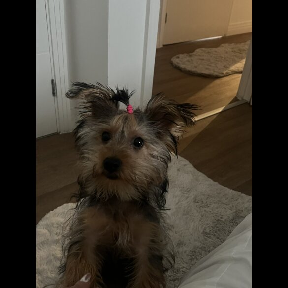 Yorkshire Terrier