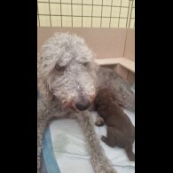 Bedlington Terrier - Both