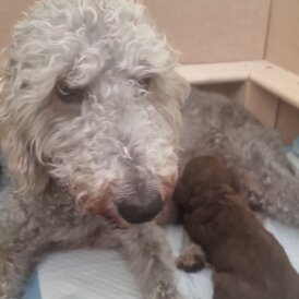 Bedlington Terrier - Both