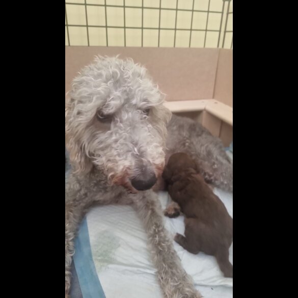 Bedlington Terrier - Both
